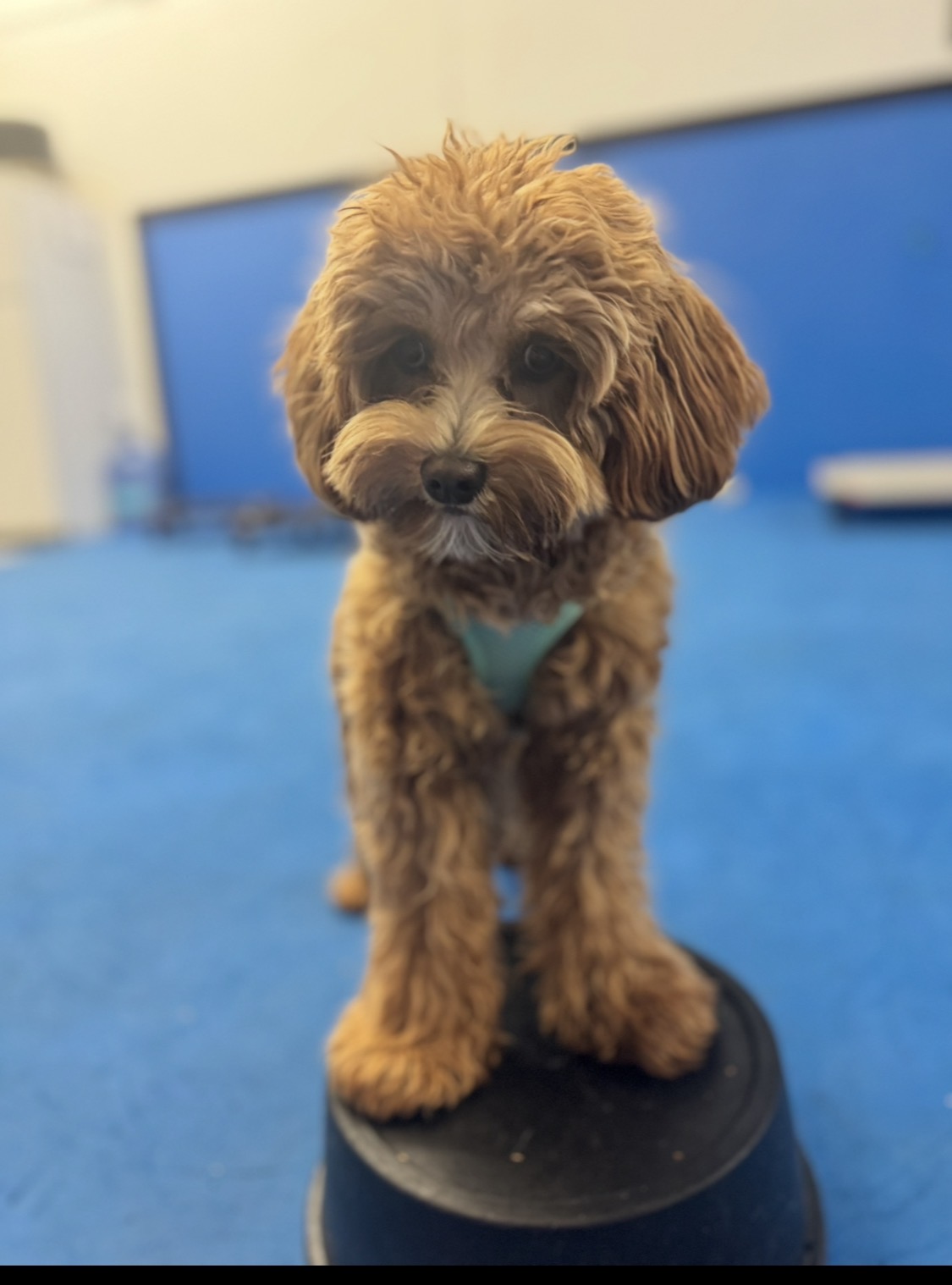 Young apricot doodle puppy practicing a platform stay