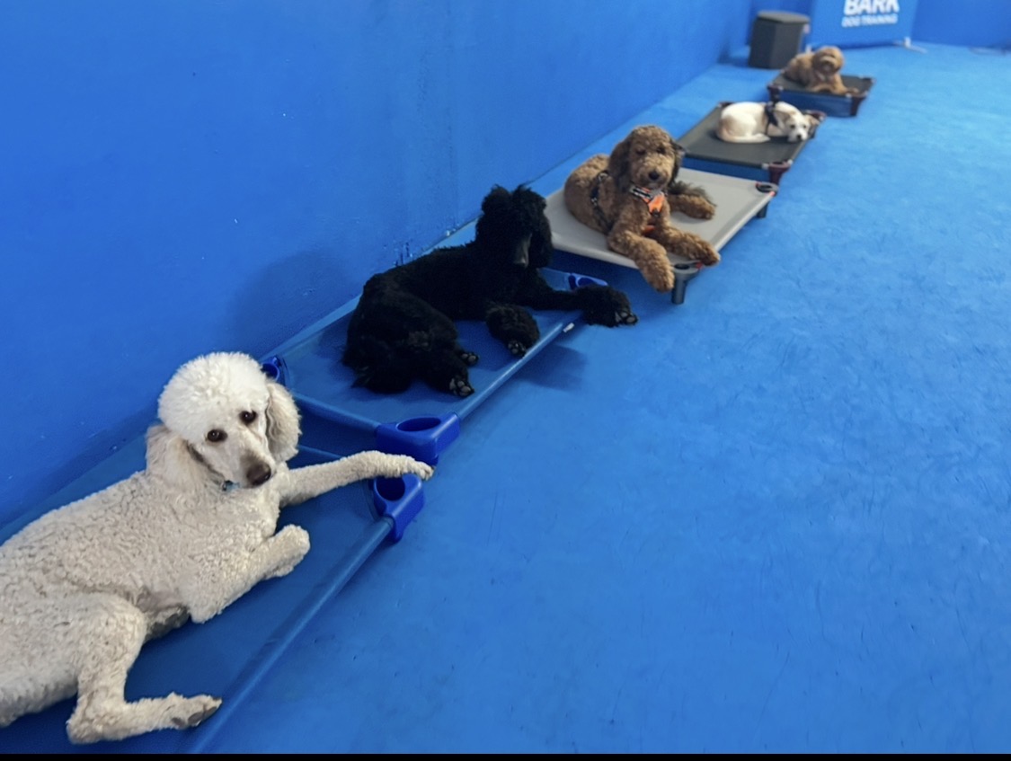 Group of poodles and doodles relaxing in a line on raised cots during day training