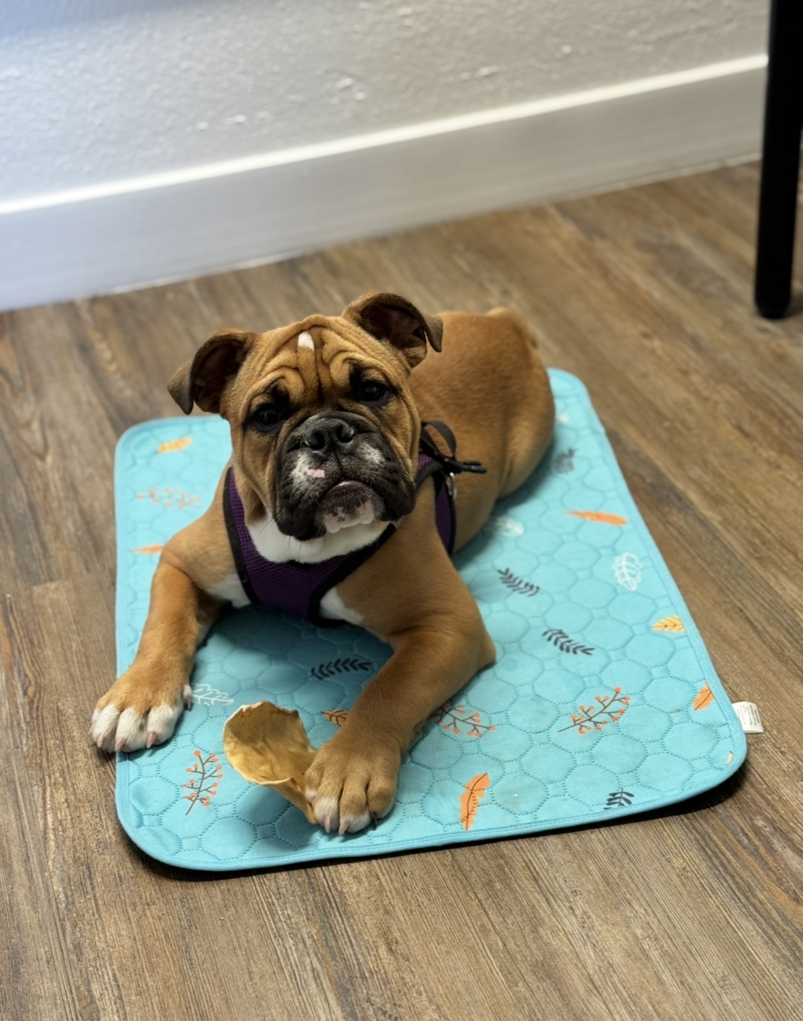 Bulldog puppy in a purple harness settling on a cooling mat with a chew