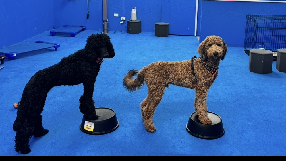 Black standard poodle and apricot doodle standing with front paws on bowl-shaped platforms