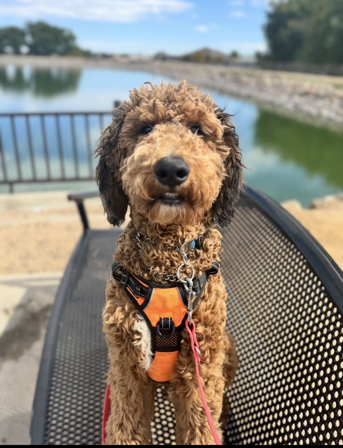 Curly doodle in an orange harness sitting on a bench by a pond