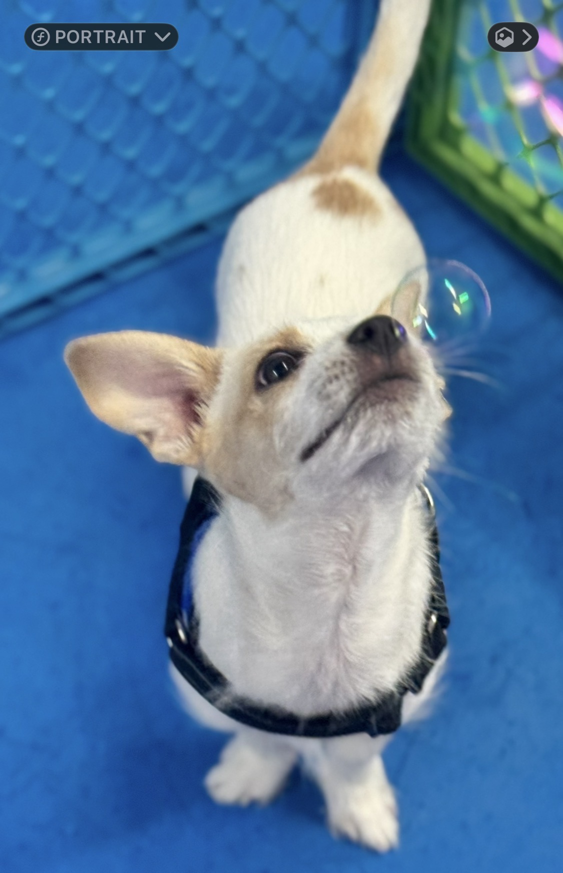 Small white and tan puppy looking up at a floating bubble during enrichment play