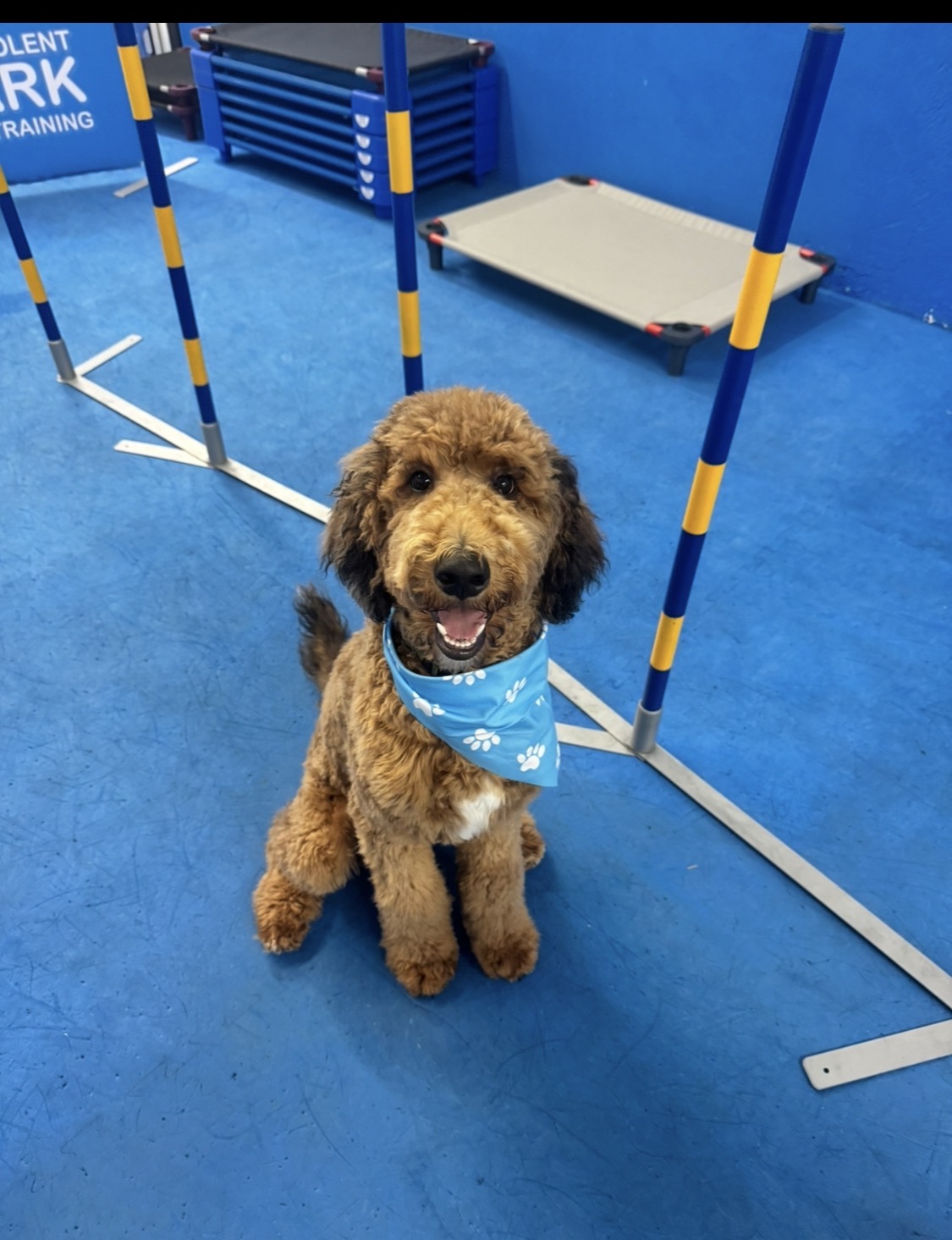 Happy goldendoodle in a blue bandana sitting between weave poles at Benevolent Bark training