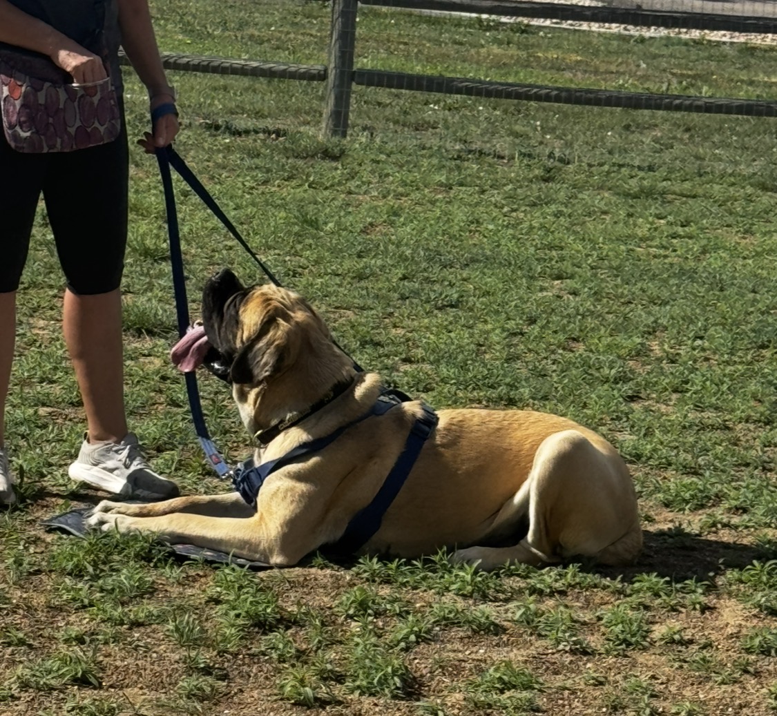 English mastiff lying down on the grass beside its handler