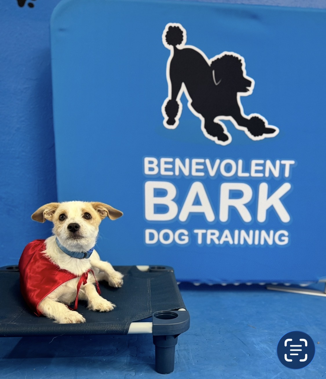 Small terrier mix in a red cape lying on a cot in front of the Benevolent Bark sign