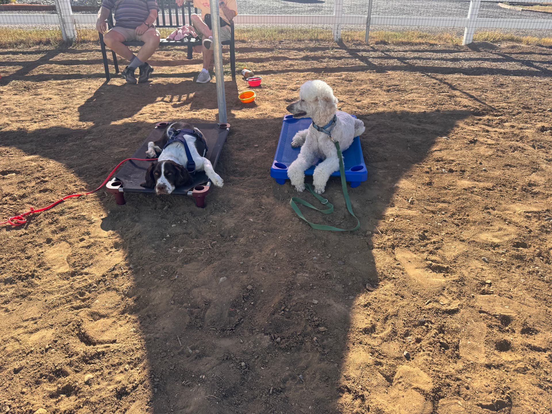 English springer spaniel and white standard poodle settling on cots outdoors
