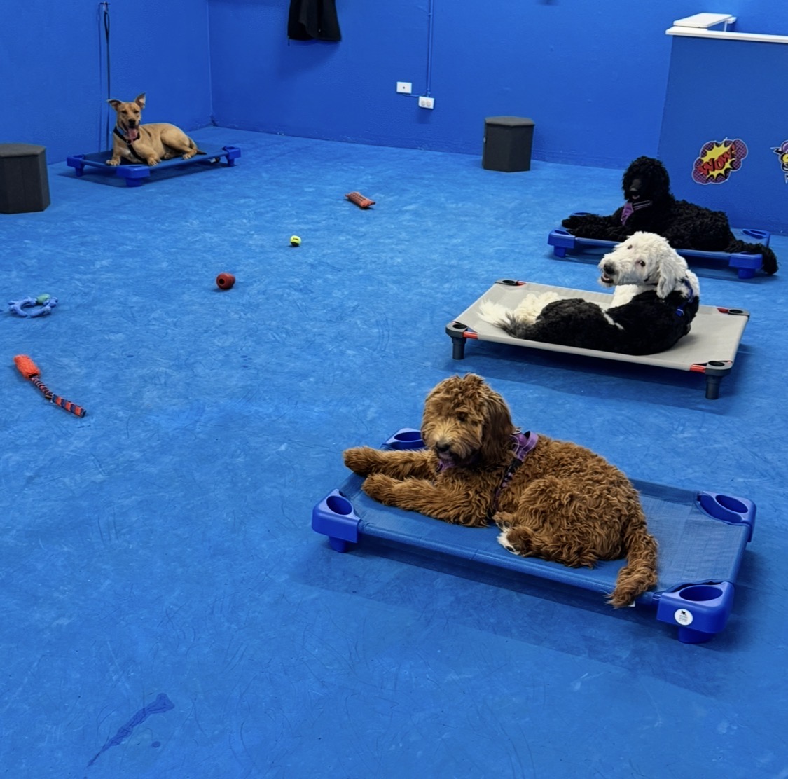 Several dogs relaxing on cots around the training room during group settle