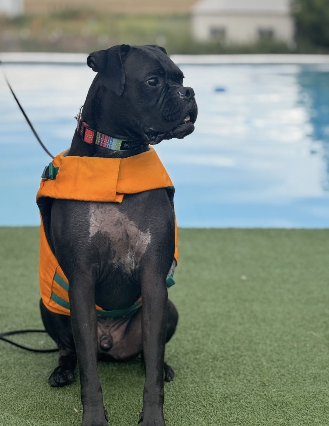 Black boxer in an orange vest sitting by a pool