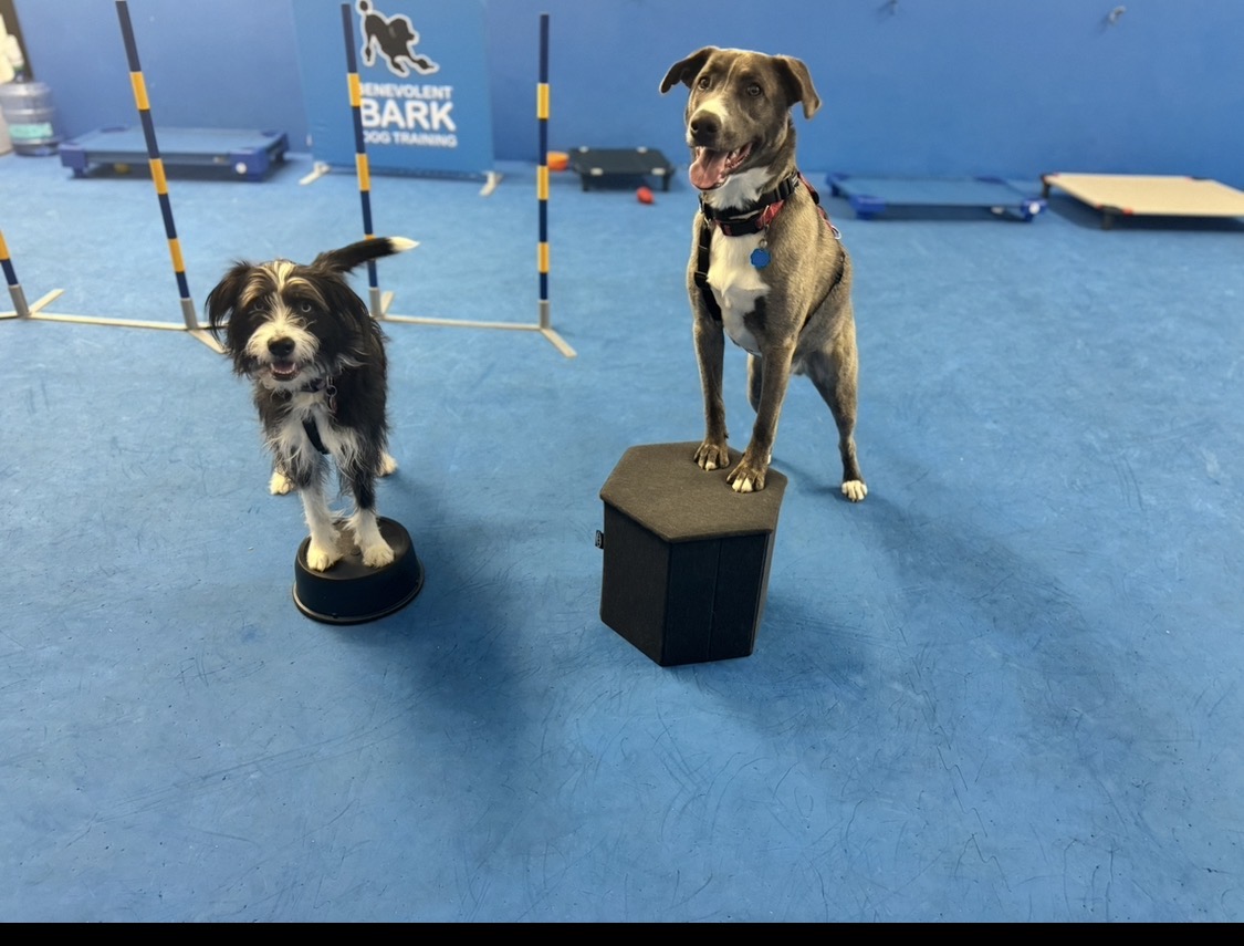 Two dogs holding stays—one on a bowl-shaped platform, one on a box—in the training room