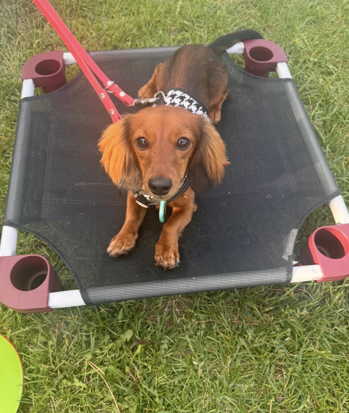Long-haired dachshund lying on a raised cot on the grass