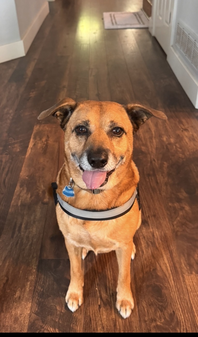 Smiling tan mixed-breed dog sitting on a wood floor