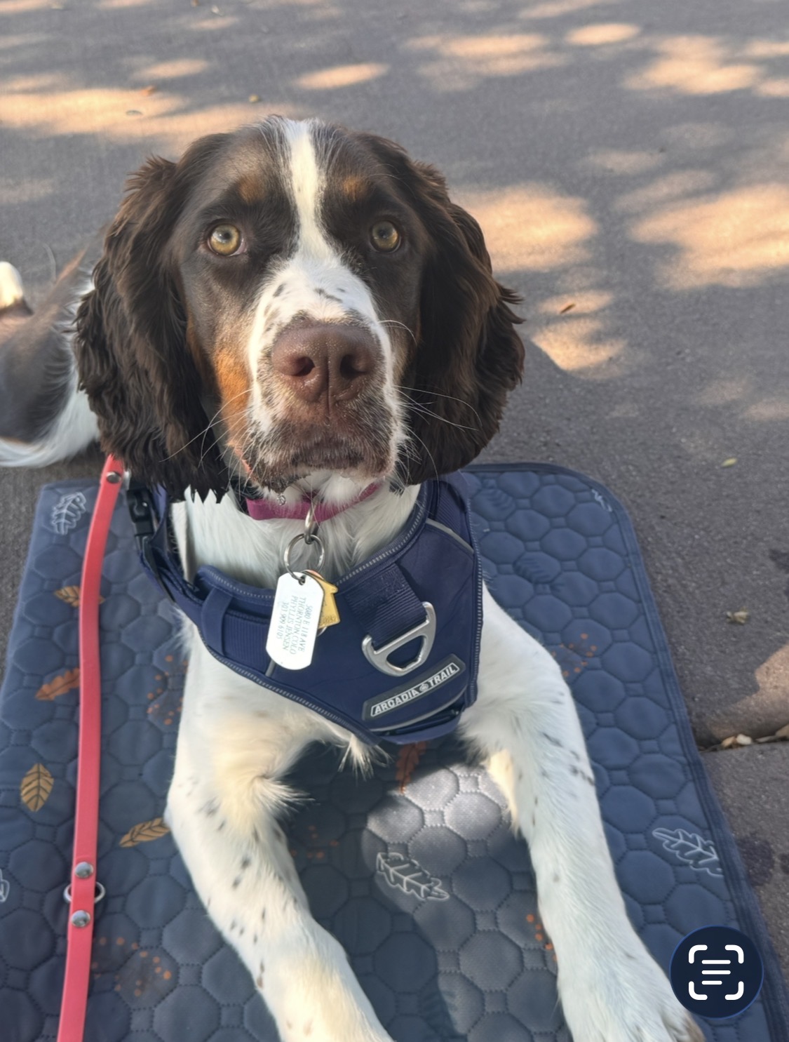 English springer spaniel in a blue harness looking at the camera