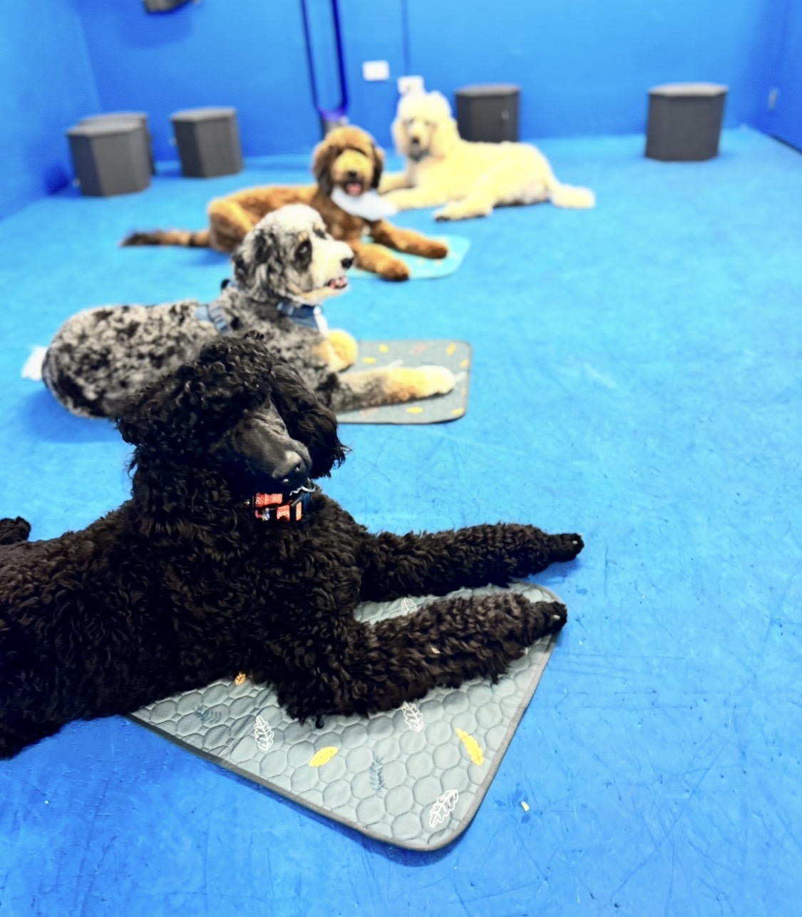 Four poodles and doodles holding a group down-stay on mats