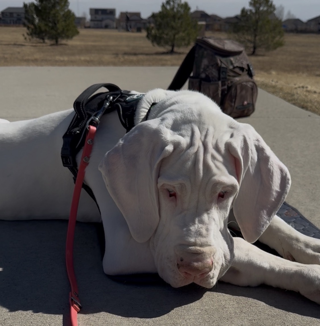 White Great Dane in a harness resting calmly on a path