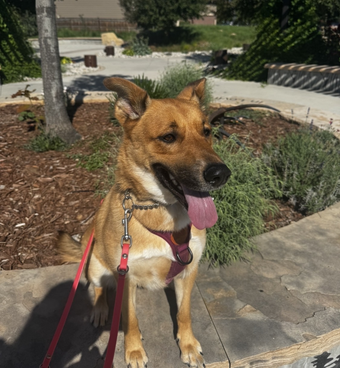Smiling tan shepherd mix sitting on a park path